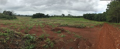 Reforestation Cleared Area